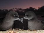 Wedge-tailed shearwater. Pair allopreening. Lord Howe Island, September 2015. Image © Dean Portelli by Dean Portelli.