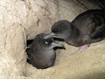 Wedge-tailed shearwater. Pair at burrow entrance. Lord Howe Island, September 2015. Image © Dean Portelli by Dean Portelli.