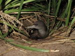 Wedge-tailed shearwater. Adult exiting burrow. Montague Island, January 2016. Image © Dean Portelli by Dean Portelli.