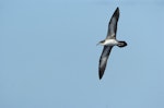 Wedge-tailed shearwater. Flight view of adult pale morph 'chlororhynchus' subspecies. Hawai`i - Island of Kaua`i, January 2010. Image © Jim Denny by Jim Denny.