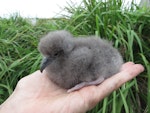 Wedge-tailed shearwater. Young nestling. Montague Island, January 2016. Image © Dean Portelli by Dean Portelli.