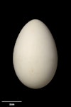 Wedge-tailed shearwater. Egg 70.2 x 45.4 mm (NMNZ OR.012420, collected by David Crockett). Meyer Island, Kermadec Islands, January 1967. Image © Te Papa by Jean-Claude Stahl.