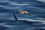 Wedge-tailed shearwater. Adult in flight. Kermadec Islands, January 2009. Image © Gareth Rapley by Gareth Rapley.