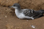 Wedge-tailed shearwater. Adult pale morph adult 'chlororhynchus' subspecies at burrow entrance. Hawai`i - Island of Kaua`i, January 2011. Image © Jim Denny by Jim Denny.