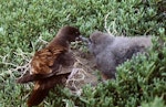 Wedge-tailed shearwater. Adult feeding large chick at burrow entrance in daylight. Curtis Island, Kermadec Islands, May 1982. Image © Colin Miskelly by Colin Miskelly.