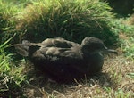 Wedge-tailed shearwater. Fledgling. Macauley Island, Kermadec Islands, May 1982. Image © Colin Miskelly by Colin Miskelly.