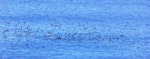 Wedge-tailed shearwater. Congregating at sea in rafts before returning to burrows after dark. Norfolk Island, December 2008. Image © Joke Baars by Joke Baars.