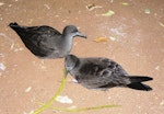 Wedge-tailed shearwater. Adults at colony. Norfolk Island, December 2008. Image © Joke Baars by Joke Baars.