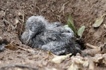 Wedge-tailed shearwater. Chick in burrow. Norfolk Island, March 2011. Image © Duncan Watson by Duncan Watson.