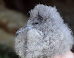 Wedge-tailed shearwater. Chick. Curtis Island, Kermadec Islands, May 1982. Image © Colin Miskelly by Colin Miskelly.