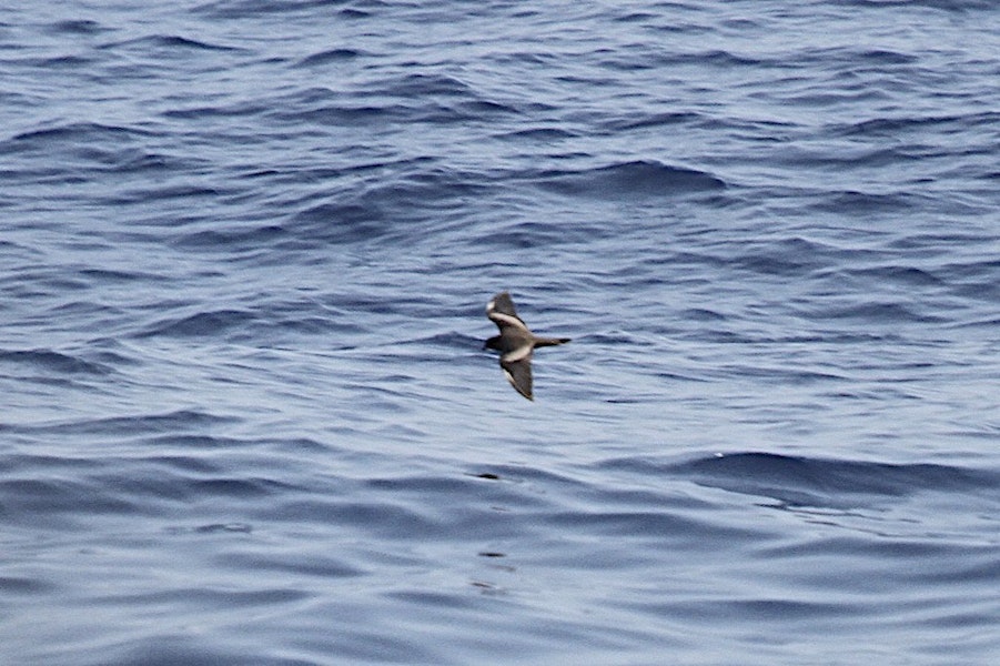 Matsudaira's storm petrel. Adult at sea. Ashmore Reef, Western Australia, October 2014. Image © Jenny Spry, birdlifephotography.org.au by Jenny Spry.