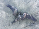 Matsudaira's storm petrel. First New Zealand record. Maukatia Bay, Auckland west coast, May 2022. Image © Susan Anderson by Susan Anderson.