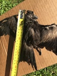 Matsudaira's storm petrel. First New Zealand record. Maukatia Bay, Auckland west coast, May 2022. Image © Susan Anderson by Susan Anderson.