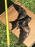 Matsudaira's storm petrel. First New Zealand record. Maukatia Bay, Auckland west coast, May 2022. Image © Susan Anderson by Susan Anderson.