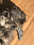 Matsudaira's storm petrel. First New Zealand record. Maukatia Bay, Auckland west coast, May 2022. Image © Susan Anderson by Susan Anderson.