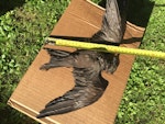 Matsudaira's storm petrel. First New Zealand record. Maukatia Bay, Auckland west coast, May 2022. Image © Susan Anderson by Susan Anderson.