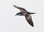 Buller's shearwater | Rako. Adult in flight. Kaikoura pelagic, April 2023. Image © Glenn Pure by Glenn Pure.