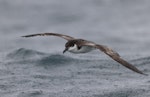 Buller's shearwater | Rako. Adult in flight. Kaikoura pelagic, April 2023. Image © Glenn Pure by Glenn Pure.