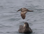 Buller's shearwater | Rako. Adult in flight, with northern giant petrel in foreground. Kaikoura pelagic, April 2023. Image © Glenn Pure by Glenn Pure.