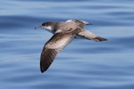 Buller's shearwater | Rako. Adult in flight. Hauraki Gulf, January 2014. Image © Alexander Viduetsky by Alexander Viduetsky.