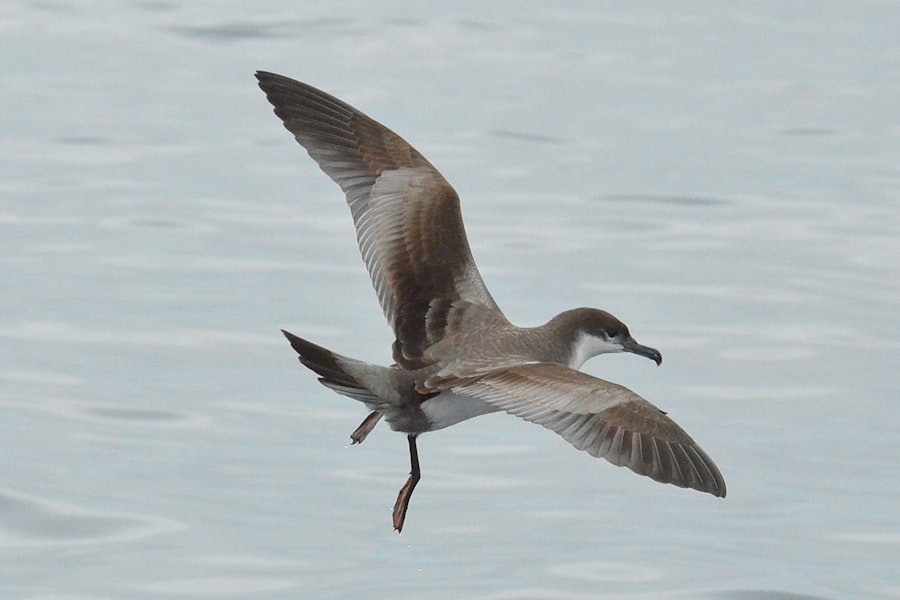 Buller's shearwater | Rako. Adult in flight with legs lowered. At sea east of Stephensons Island, Northland, December 2012. Image © Phil Palmer by Phil Palmer.