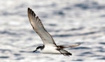 Buller's shearwater | Rako. Adult in flight. Poor Knights Islands, March 2014. Image © Malcolm Pullman by Malcolm Pullman.