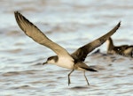 Buller's shearwater | Rako. Adult taking off from water. Poor Knights Islands, March 2014. Image © Malcolm Pullman by Malcolm Pullman.