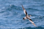 Buller's shearwater | Rako. Rear dorsal view of adult in flight. At sea off Whangaroa Harbour, Northland, November 2011. Image © Jenny Atkins by Jenny Atkins.