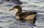 Buller's shearwater | Rako. Adult on water. Poor Knights, March 2014. Image © Malcolm Pullman by Malcolm Pullman.