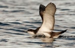 Buller's shearwater | Rako. Adult landing on water. Poor Knights Islands, March 2014. Image © Malcolm Pullman by Malcolm Pullman.