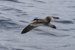 Buller's shearwater | Rako. Adult in flight showing tail. At sea off Whangaroa Harbour, Northland, January 2011. Image © Jenny Atkins by Jenny Atkins.