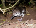 Buller's shearwater | Rako. Adult showing webbing. Rangatira Island, Chatham Islands, February 2007. Image © Colin Miskelly by Colin Miskelly.