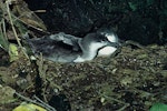 Buller's shearwater | Rako. Adult pair on nest. Poor Knights Islands, November 1973. Image © Department of Conservation (image ref: 10035313) by Dick Veitch.