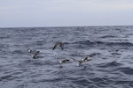 Buller's shearwater | Rako. Adults in flight. At sea off Whangaroa Harbour, Northland, January 2011. Image © Jenny Atkins by Jenny Atkins.