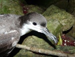 Buller's shearwater | Rako. Close view of adult head. Aorangi Island, Poor Knights Islands, December 2011. Image © Alan Tennyson by Alan Tennyson.