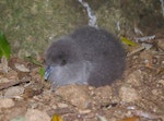 Buller's shearwater | Rako. Recently hatched chick. Aorangi Island, Poor Knights Islands, January 2013. Image © Colin Miskelly by Colin Miskelly.