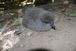 Buller's shearwater | Rako. Chick. Aorangi Island, Poor Knights Islands, February 2013. Image © Colin Miskelly by Colin Miskelly.