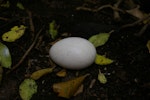 Buller's shearwater | Rako. Egg. Aorangi Island, February 2013. Image © Colin Miskelly by Colin Miskelly.