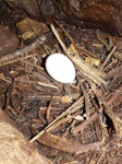 Buller's shearwater | Rako. Nest with egg in cave. Aorangi Island, Poor Knights Islands, December 2011. Image © Alan Tennyson by Alan Tennyson.