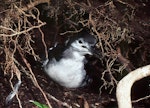 Buller's shearwater | Rako. Large chick at burrow entrance. Aorangi Island, Poor Knights Islands, May 1983. Image © Colin Miskelly by Colin Miskelly.