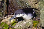 Buller's shearwater | Rako. Adult at burrow entrance. Poor Knights Islands, October 1977. Image © Albert Aanensen by Albert Aanensen.