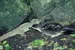 Buller's shearwater | Rako. Adult and tuatara. Poor Knights Islands, December 1984. Image © Department of Conservation (image ref: 10043409) by Rod Morris.