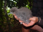 Buller's shearwater | Rako. Chick in hand. Aorangi Island, March 2011. Image © Graeme Taylor by Graeme Taylor.