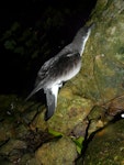 Buller's shearwater | Rako. Adult. Aorangi Island, Poor Knights Islands, December 2011. Image © Alan Tennyson by Alan Tennyson.