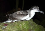 Buller's shearwater | Rako. Adult. Aorangi Island, Poor Knights Islands, December 2011. Image © Alan Tennyson by Alan Tennyson.