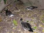 Buller's shearwater | Rako. Adults at colony. Aorangi Island, Poor Knights Islands, December 2011. Image © Alan Tennyson by Alan Tennyson.