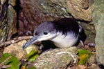 Buller's shearwater | Rako. Adult. Poor Knights Islands, November 1977. Image © Albert Aanensen by Albert Aanensen.