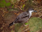 Buller's shearwater | Rako. Adult on surface. Aorangi Island, December 2011. Image © Graeme Taylor by Graeme Taylor.