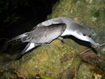 Buller's shearwater | Rako. Adult. Aorangi Island, Poor Knights Islands, December 2011. Image © Alan Tennyson by Alan Tennyson.