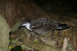 Buller's shearwater | Rako. Adult at breeding colony. Aorangi Island, Poor Knights Islands, February 2013. Image © Colin Miskelly by Colin Miskelly.